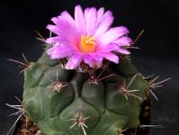 Thumbnail of 1393_Thelocactus bueckii_20150508(1).JPG
